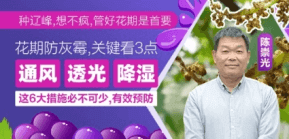 花期防灰霉，关键看3点